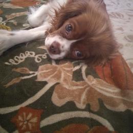 Cavalier King Charles Spaniel Puppies from Majestic Cavaliers of Melbourne FL