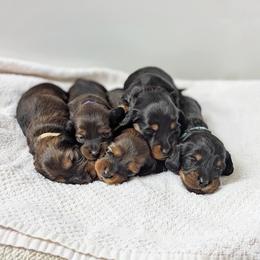 Lucy - Black and tan female Dachshund puppy in Danbury, New Hampshire from Maplewood Mountain Farm