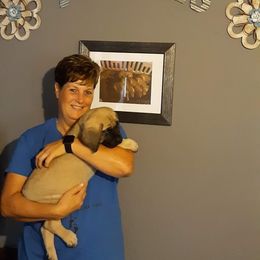 Mastiff Puppies from Silver Mountain Mastiffs