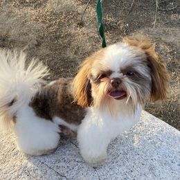 Odie - Shih Tzu