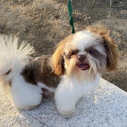 Odie - Shih Tzu