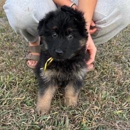 Trixie yellow - Black and red female German Shepherd puppy in Herrick, South Dakota from Dakota Shepherds Kennels