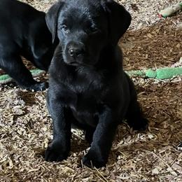 Labrador Retriever puppies from QVR Labradors and Leonbergers