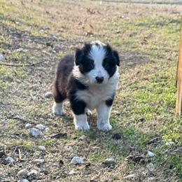 Felix - Black and white male Border Collie puppy in Mckinney, Texas from Border Collies of Ruidoso