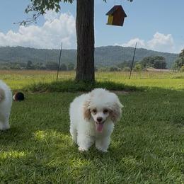 Ariel - Parti female Poodle puppy in Plainville, Georgia from Upper Echelon