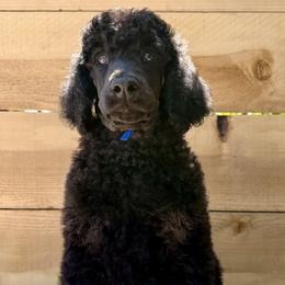 Portobello - Phantom male Poodle puppy in Arroyo Grande, California from Ever So Clever Poodles