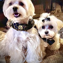 Maltese Puppies from The Royal Furbabies