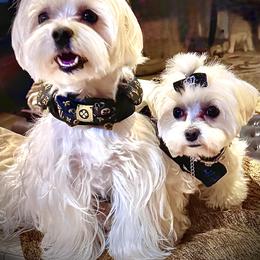 Maltese Puppies from The Royal Furbabies
