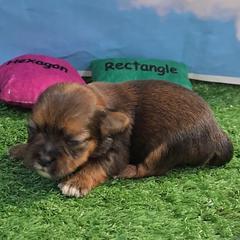 Carla - Black gold and white female Shorkie puppy in Aurora, Missouri from KnJ Precious Paws LLC