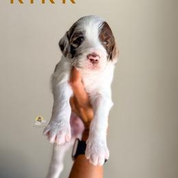 Kirk - Chocolate male Goldendoodle puppy in Dallas County, Texas from Dream A Little Doodle
