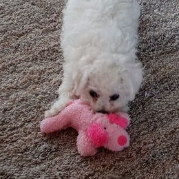 Bichon Frise Puppies from JMs Bichons