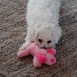 Bichon Frise Puppies from JMs Bichons