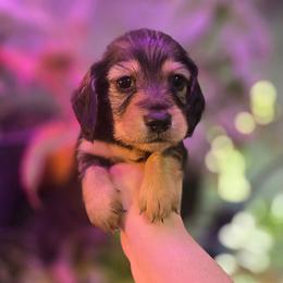 Prancer - Sable male Dachshund puppy in Windom, Minnesota from Aster Creek Dachshunds