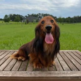 Café - Red male Dachshund puppy in Inverness, Florida from Canaan Farm Corgis