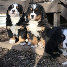 Bernese Mountain Dog Puppies from Encore Bernese Mountain Dogs