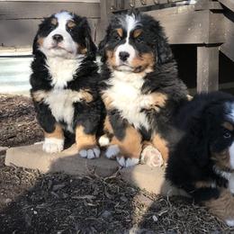Bernese Mountain Dog Puppies from Encore Bernese Mountain Dogs