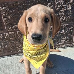 Yellow Boy - Yellow male Labrador Retriever puppy in Potosi, Wisconsin from Point and Flush Gun Dogs