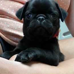 Pug Puppies from Furever Friends