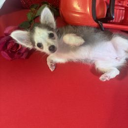 BARBIE - Fawn and white female Chihuahua puppy in Polo, Missouri from Blue Tails Farm