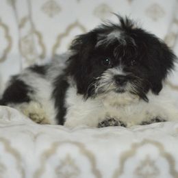 Volleyball - Black and white female Shichon puppy in Delta, Colorado from PTK Ranch