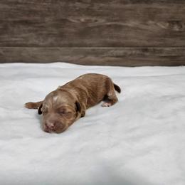 Cinnamon - Red  female Goldendoodle puppy in South Jordan, Utah from Lucky Doodle Pups