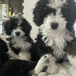 Bernedoodle Puppies from Birdie Bernedoodles