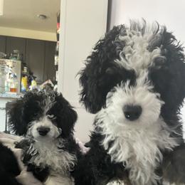 Bernedoodle Puppies from Birdie Bernedoodles