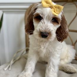 Boy 3 - male Goldendoodle puppy in Chesapeake, Virginia from Buck's Pups