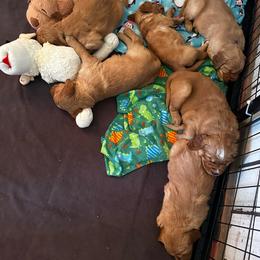 Mr Blue - Dark golden male Golden Retriever puppy in Stratton, Colorado from Anam Cara Retrievers