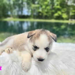 Koda - Gray and white male Siberian Husky puppy in Hebron, Kentucky from Glacier Run Huskies