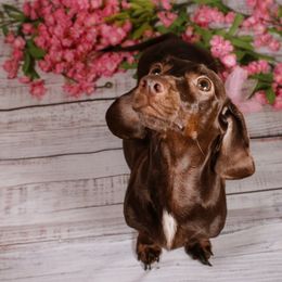 Harper - Dachshund