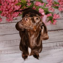 Harper - Dachshund