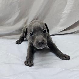 Pax - Blue male Italian Greyhound puppy in Newalla, Oklahoma from Heartland Iggys