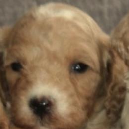 Male 4 - male Cavapoochon puppy in Fredericksburg, Ohio from Timshell Farm Specialty Crossbreed Puppies