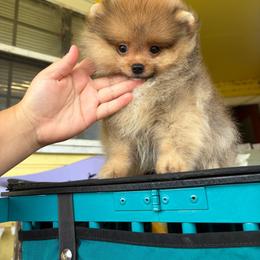 Everett - Orange sable male Pomeranian puppy in Ector, Texas from BB Pomeranians