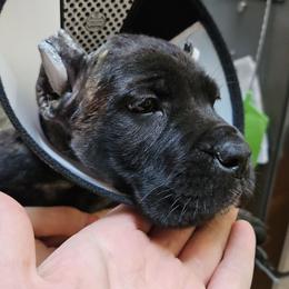 Purple Collar Female - Black brindle female Cane Corso puppy in Lewistown, Montana from Corsi Amore Kennels