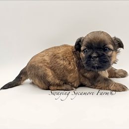Brindle Female - Brindle female Shih Tzu puppy in Crawfordsville, Indiana from Swaying Sycamore Farm