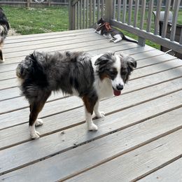 Riley - Australian Shepherd