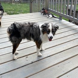 Riley - Australian Shepherd