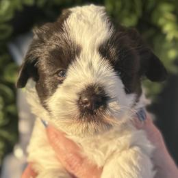 Miniature Schnauzers from Murphree Valley Kennels