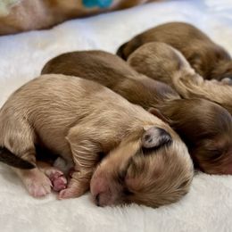Dachshund Puppies from Jen's Doxie Den