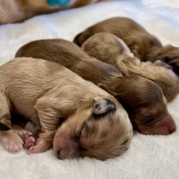 Dachshund Puppies from Jen's Doxie Den