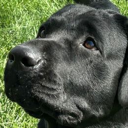Labrador Retrievers from Blackjack
