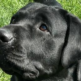 Labrador Retrievers from Blackjack