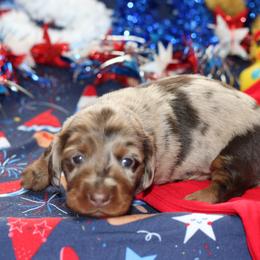 Kennedy - Dapple female Dachshund puppy in Staley, North Carolina from Langley Farms Dachshunds