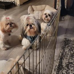 Shih Tzu Puppies from Trinity Shihtzu's So Calif