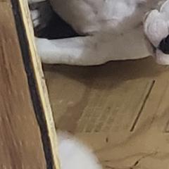 Dogo Argentino Puppies from Amy Collins