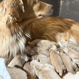 Girl 3 - Golden female Golden Retriever puppy in Joliet, Illinois from Breezewood Kennel