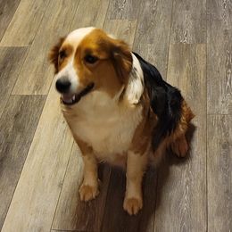 Ruby - Australian Shepherd