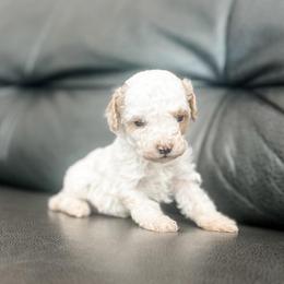 Sailor - Blenheim male Cavapoo puppy in Saint George, Utah from Fitzdoodles